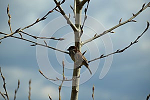 Sparrow among the branches against the background of spring clouds