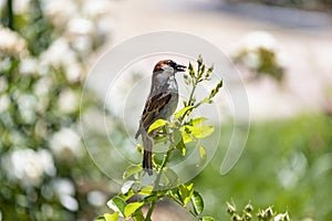 Sparrow. Brown sparrow eating insects in the park of the Rosaleda del Parque del Oeste in Madrid. Background full of colorful flow