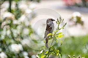 Sparrow. Brown sparrow eating insects in the park of the Rosaleda del Parque del Oeste in Madrid. Background full of colorful flow