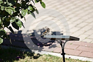 Sparrow. Brown sparrow eating insects in the park of the Rosaleda del Parque del Oeste in Madrid. Background full of colorful flow