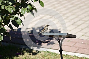 Sparrow. Brown sparrow eating insects in the park of the Rosaleda del Parque del Oeste in Madrid. Background full of colorful flow