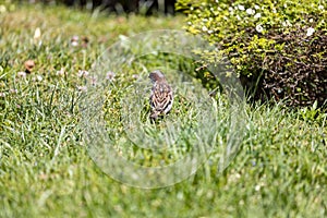 Sparrow. Brown sparrow on the green lawn of the Parque del Oeste rose garden in Madrid. Background full of colorful flowers.