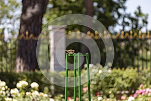 Sparrow. Brown sparrow leaning on a railing in the rose garden park of Parque del Oeste in Madrid. Background full of colorful