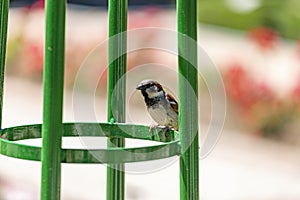 Sparrow. Brown sparrow leaning on a railing in the rose garden park of Parque del Oeste in Madrid. Background full of colorful