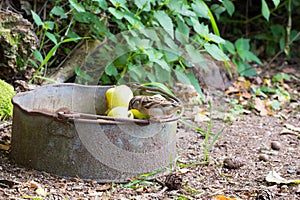 Sparrow on bucket apples