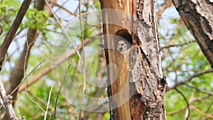 Sparrow builds nests in tree holes