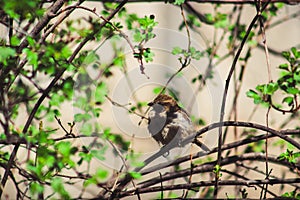 Sparrow on a bush
