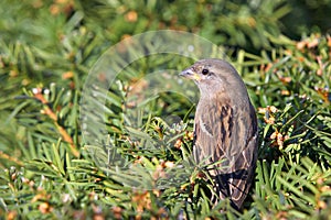 Sparrow on the bush