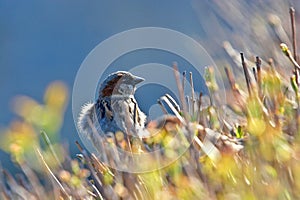 Sparrow in the bushes