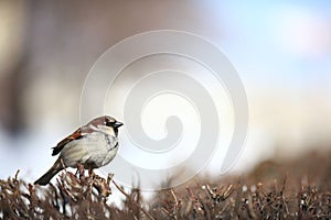 Sparrow in the bushes wildlife wing winter zoology