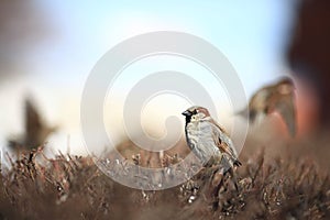 Sparrow in the bushes wildlife wing winter zoology