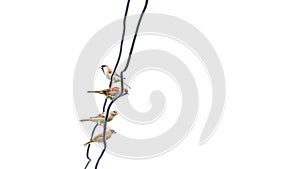 Sparrow on the cable in the white background