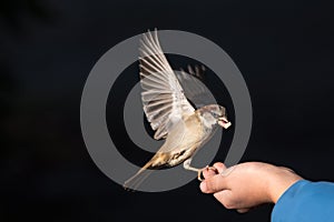 Sparrow can be fed by hand