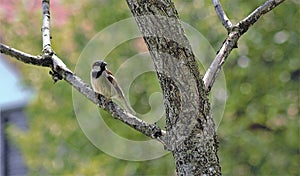 Sparrow in the canopy