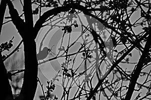 A sparrow carrying old twigs for a nest rests on a tree with fresh plum blossoms or Prunus domestica in the garden