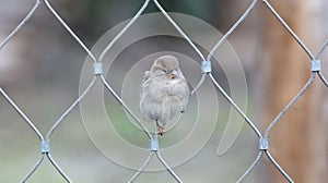 Sparrow on chain link fence
