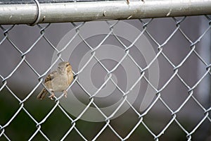 Sparrow on chain link fence