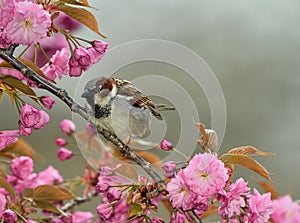 Sparrow in a cherry blossom photo