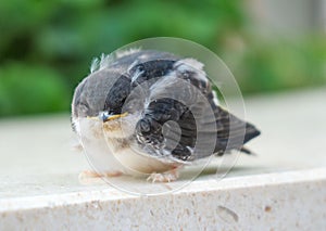 Sparrow chick.