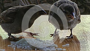 Sparrow chicks peck and eat grains of rice on the table. Close-up. Birds, ornithology, ecology.