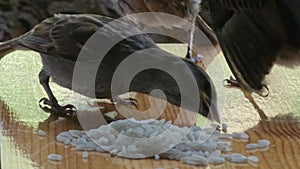 Sparrow chicks peck and eat grains of rice on the table. Close-up. Birds, ornithology, ecology.