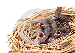 Sparrow chicks waiting to be fed