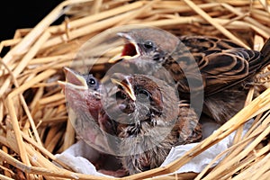 Sparrow chicks waiting to be fed.