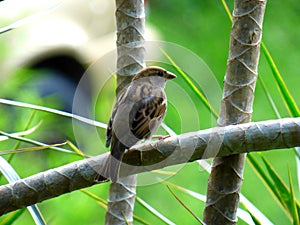 Sparrow clinging to a some kind of plant