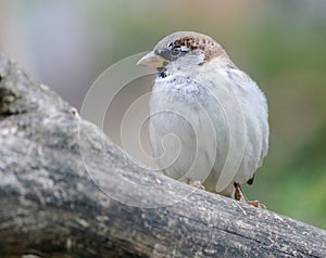 Sparrow close up