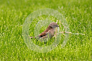 Sparrow collecting