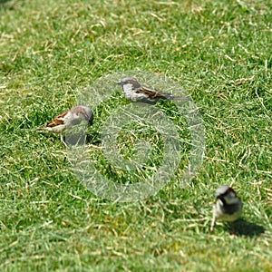 Sparrow collecting grass for the nest