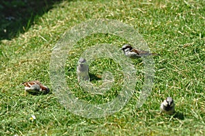 Sparrow collecting grass for the nest