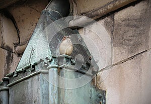 Sparrow on Copper Chimney Flue