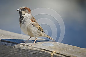 Sparrow, disambiguation