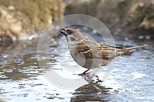 Sparrow (Disambiguation). photo