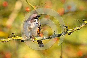 Sparrow does not want to be photographed.