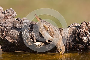 Sparrow drinking