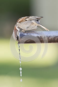 Sparrow drinking water.