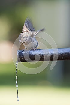 Sparrow drinking water.