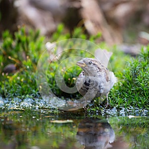 Sparrow drinking water