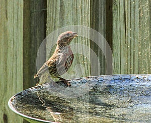 Sparrow Drinks at bird bath