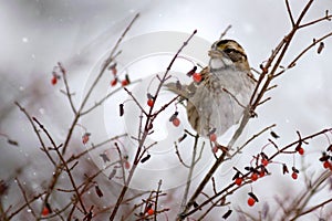 Sparrow Eating Berries