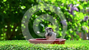 Sparrow eating bird food from bowl, green bokeh spring background.