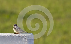 Sparrow eating at sunrise