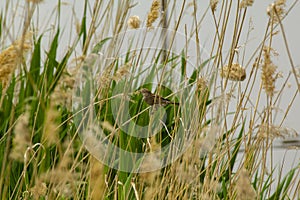 Sparrow eats cane seeds in summer noon