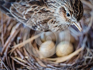 Sparrow with eggs in the nest.