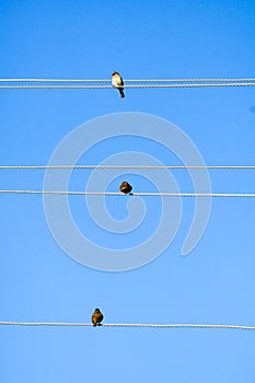 Sparrow on an electric cable