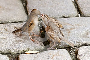 Sparrow Feeding Fledgelings