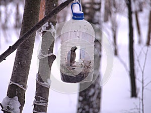 The Sparrow feeds in a feeding trough made of a plastic transparent bottle