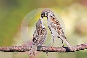 Sparrow feeds the nestlings